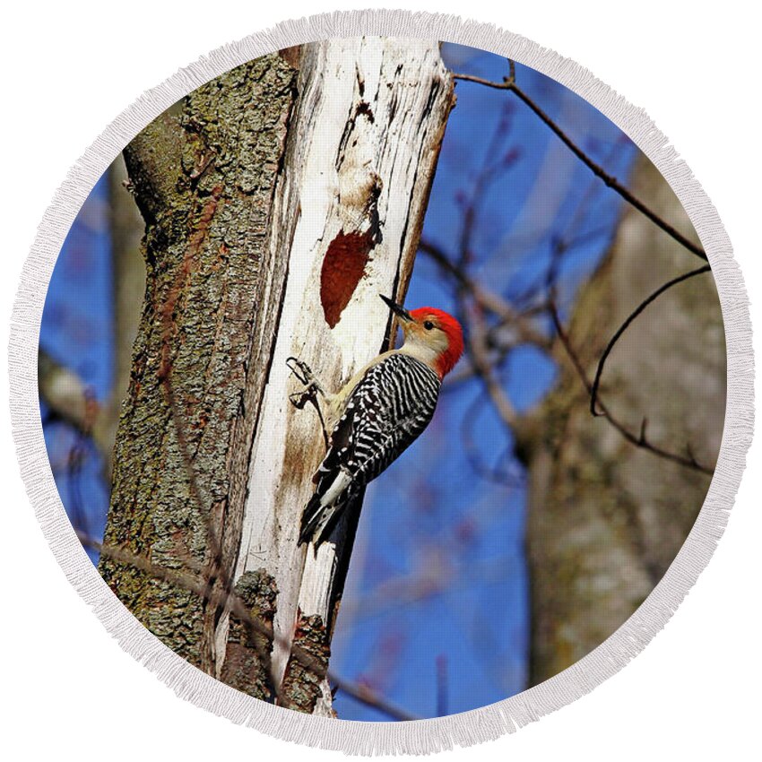 Woodpecker Round Beach Towel featuring the photograph Red Bellied Woodpecker by Debbie Oppermann