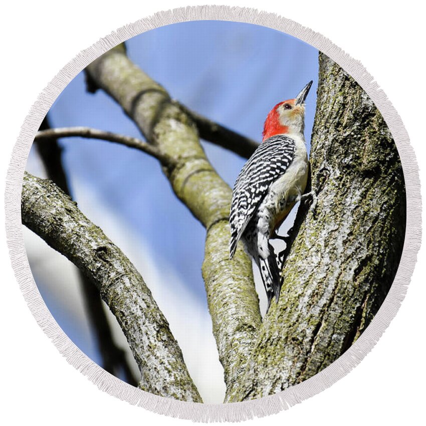 Birds Round Beach Towel featuring the photograph Red-bellied Woodpecker by Gary Wightman
