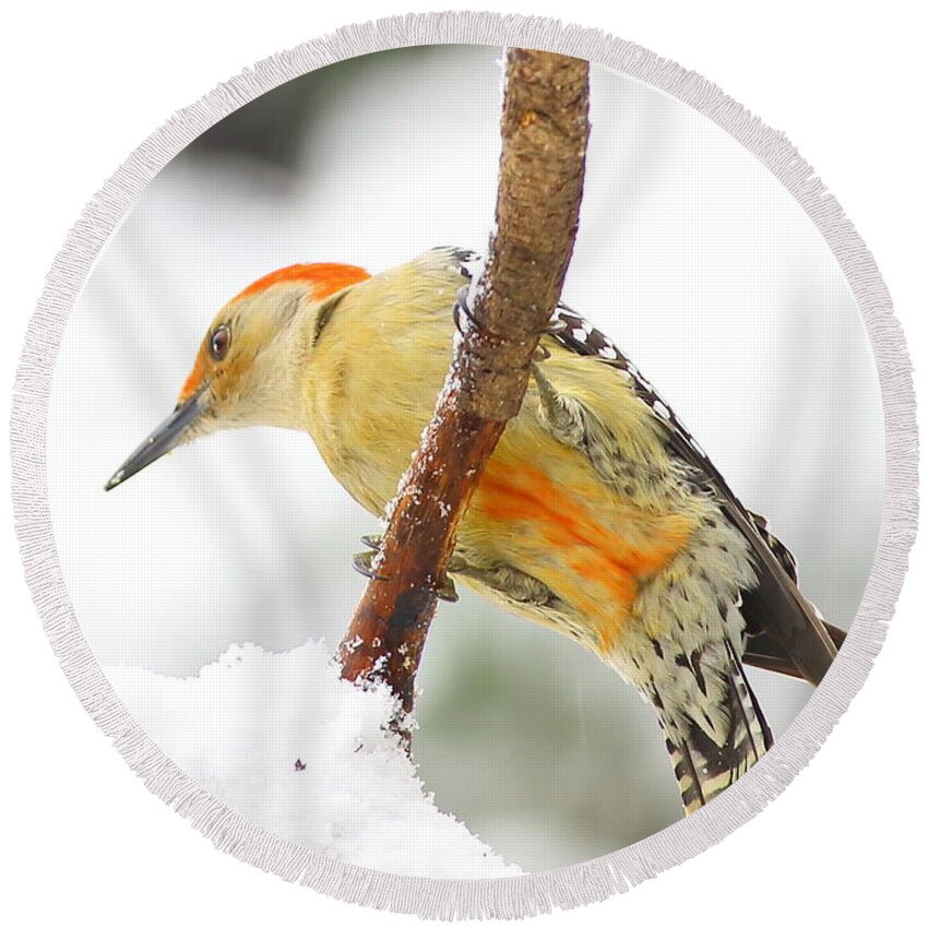 Red-bellied Woodpecker Round Beach Towel featuring the photograph Red-bellied Woodpecker With Snow by Daniel Reed