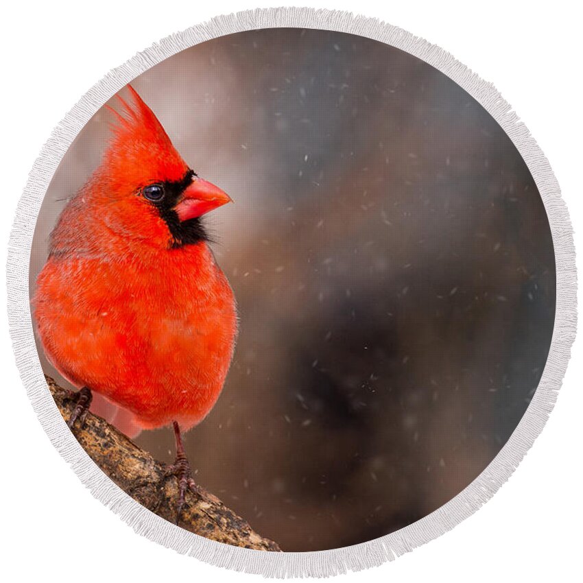 Animals Round Beach Towel featuring the photograph Red Bird in the Snow by Rikk Flohr