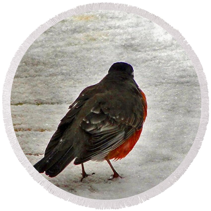 Robin Round Beach Towel featuring the photograph Red Breasted Robin by Mafalda Cento