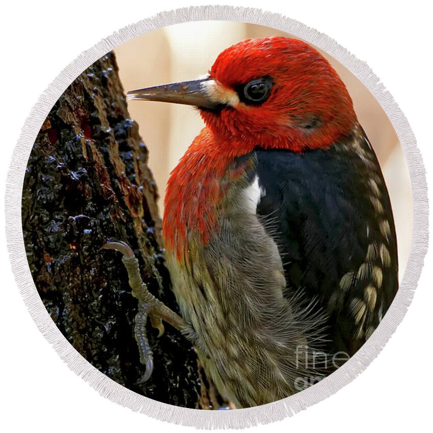 Red-breasted Sapsucker Round Beach Towel featuring the photograph Red-breasted Sapsucker by Sue Harper