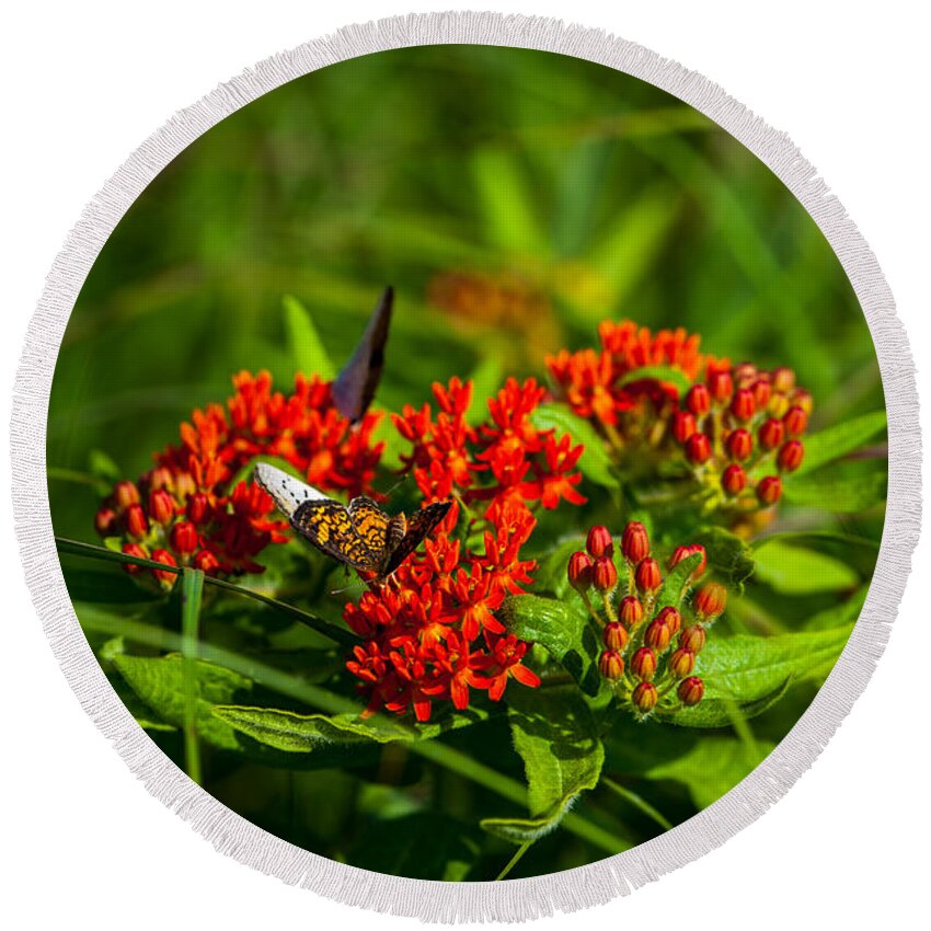 Flower Round Beach Towel featuring the photograph Red Butterfly Milkweed by Jeff Phillippi