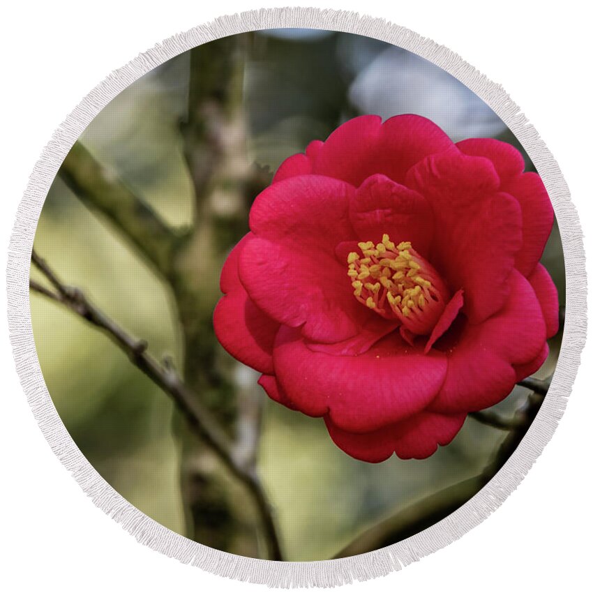 Ul Round Beach Towel featuring the photograph Red Camelia 05 by Gregory Daley MPSA