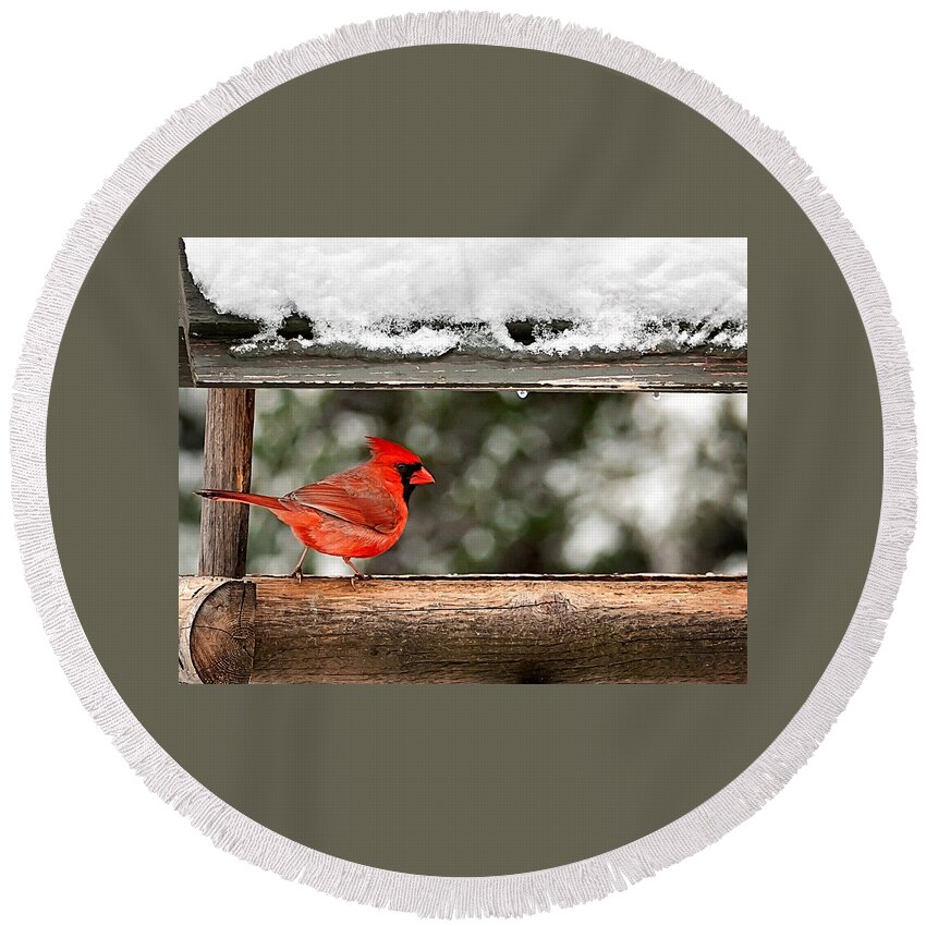 Red Cardinal Bird Photo Round Beach Towel featuring the photograph Red Cardinal Print by Gwen Gibson