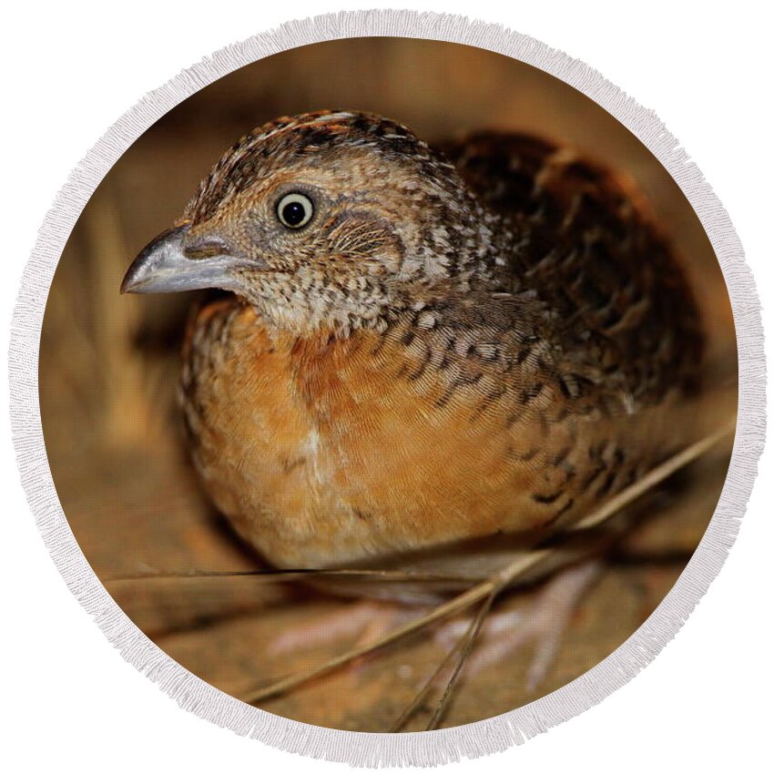 Red-chested Button-quail Round Beach Towel featuring the photograph Red-chested Button-quail by Bruce J Robinson
