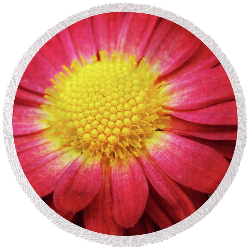 Flowers Round Beach Towel featuring the photograph Red Chrysanthemum by Christina Rollo