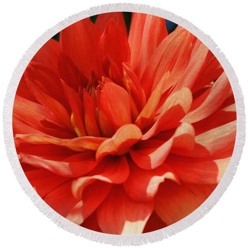 Flower Round Beach Towel featuring the photograph Red Dahlia Petals by Smilin Eyes Treasures
