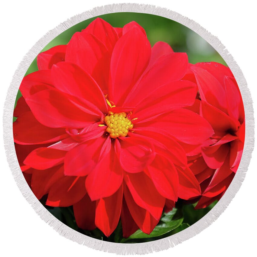 Red Dahlia Flower Round Beach Towel featuring the photograph Red Dahlia by Ronda Ryan