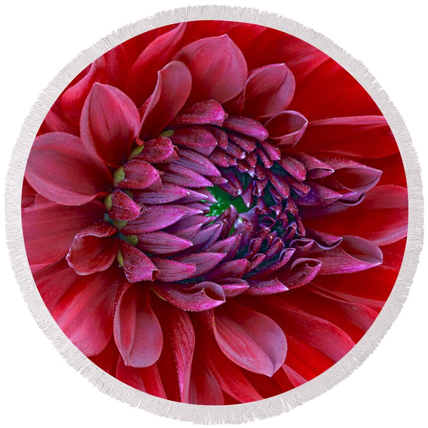 Dalia Photography. Rose Photography. Sunflower Photography. Dirt. Shovel. Rack .floral Photography. Fine Art Greeting Card. Flower Fine Art Greeting Card. Gallery Fine Art Photography. Daila Fine Art Photography. Daila Greeting Card. Red Dalia Flower Photography. Round Beach Towel featuring the photograph Red Dalia up close by James Steele