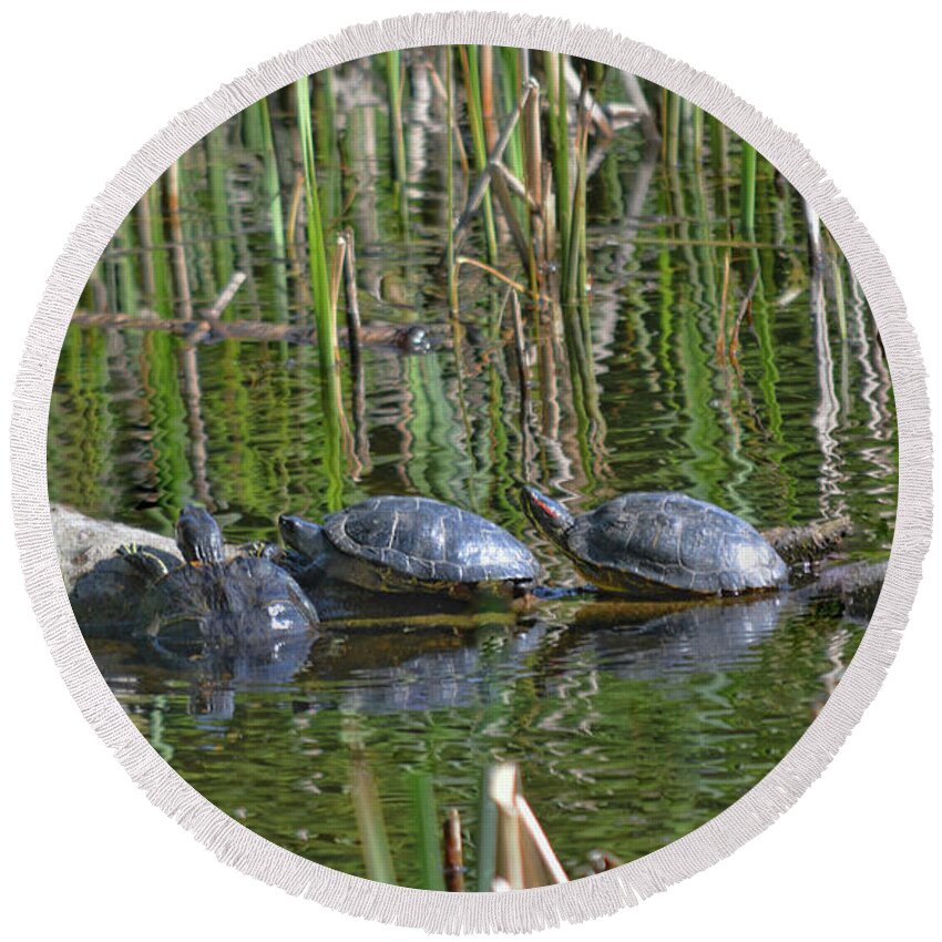 Red Round Beach Towel featuring the photograph Red Eared Slider Turtles by Vivian Martin