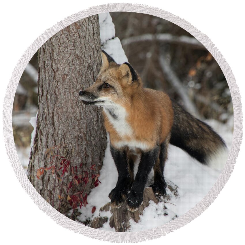 Animal Round Beach Towel featuring the photograph Red Fox 9466 by Teresa Wilson
