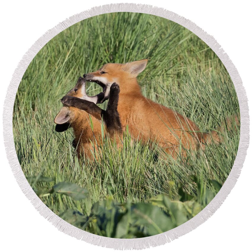 Fox Round Beach Towel featuring the photograph Red Fox Kits Play Around by Tony Hake