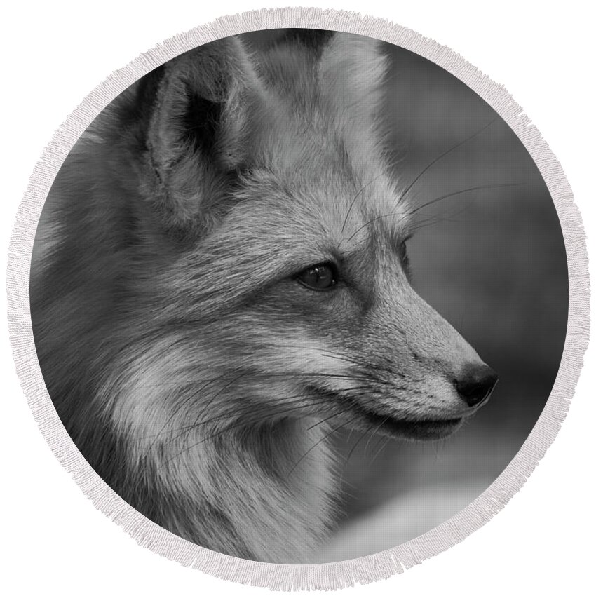 Tl Wilson Photography Round Beach Towel featuring the photograph Red Fox Portrait in Black and White by Teresa Wilson