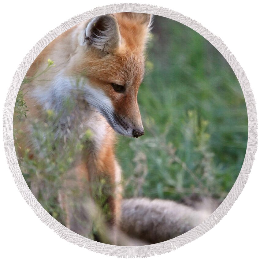 Red Fox Round Beach Towel featuring the digital art Red Fox pup outside its den by Mark Duffy
