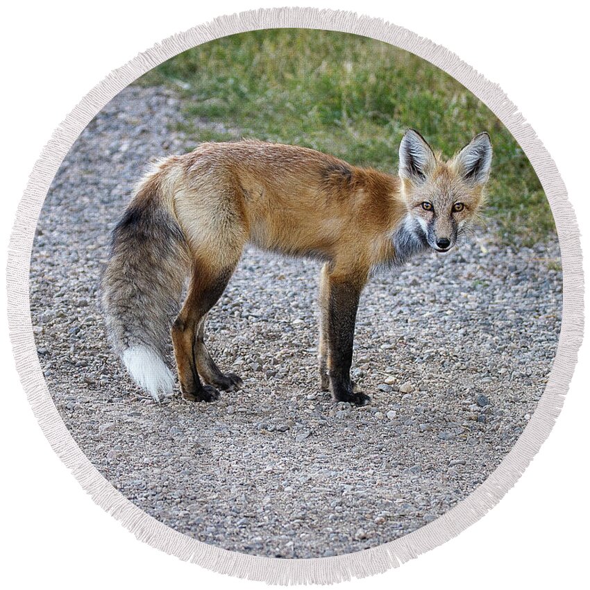 Red Fox Round Beach Towel featuring the photograph Red Fox by Ronald Lutz