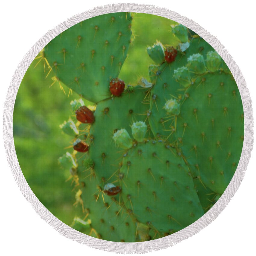  Round Beach Towel featuring the photograph Red Fruit Edged Prickly Pear by Heather Kirk