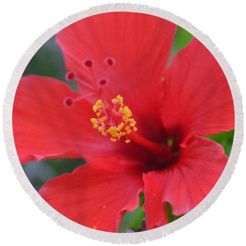 Flower Round Beach Towel featuring the photograph Red Hibiscus 2 by Amy Fose