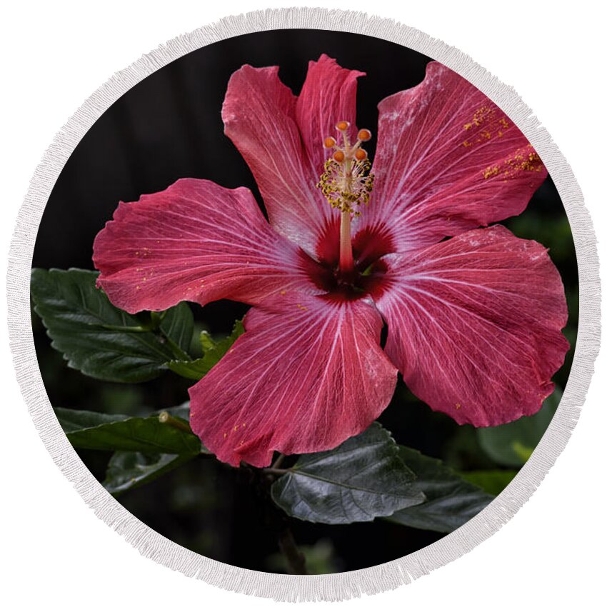 Floral Photography Round Beach Towel featuring the photograph Red Hibiscus by Norman Gabitzsch
