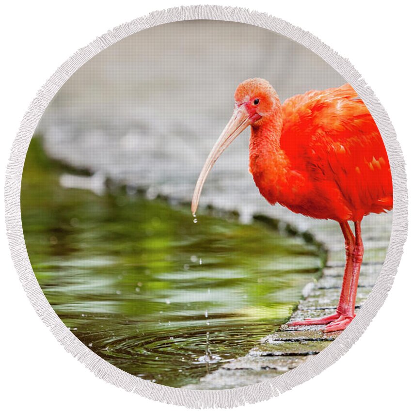 Plettenberg Bay Round Beach Towel featuring the photograph Red Ibis by Alexey Stiop