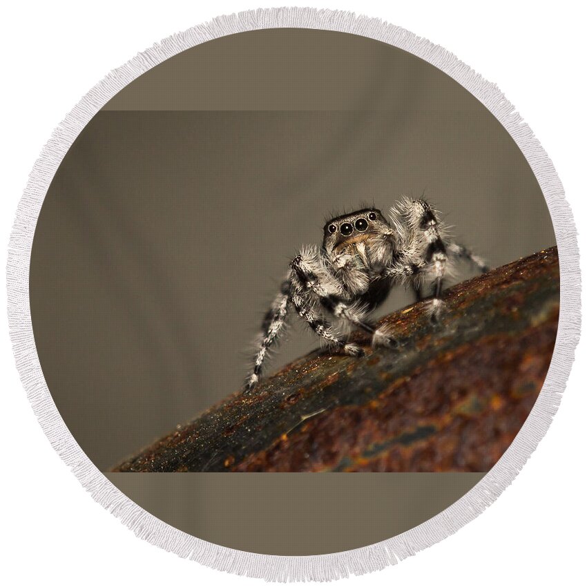 Phidippus Adumbratus Round Beach Towel featuring the photograph Red Jumper 2 by Shawn Jeffries
