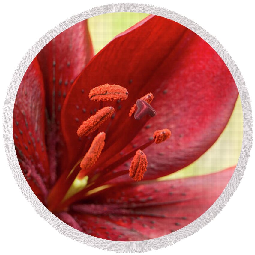 Red Lily Round Beach Towel featuring the photograph Red lily for wealth and prosperity. by Elena Perelman