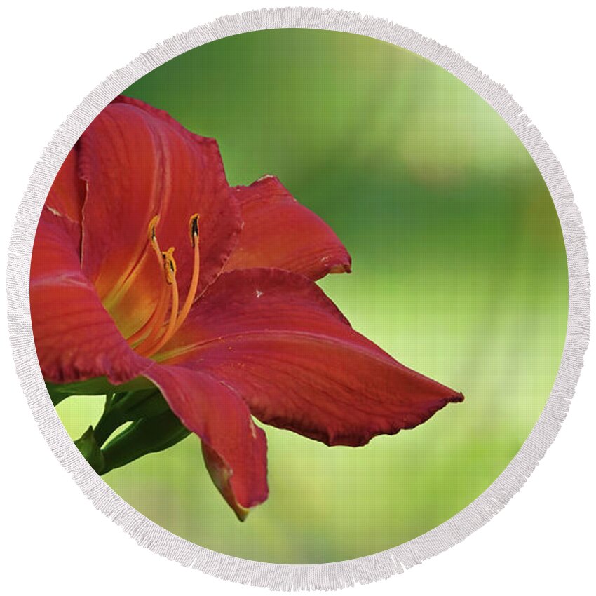 Flower Round Beach Towel featuring the photograph Red Lily by Jack Nevitt