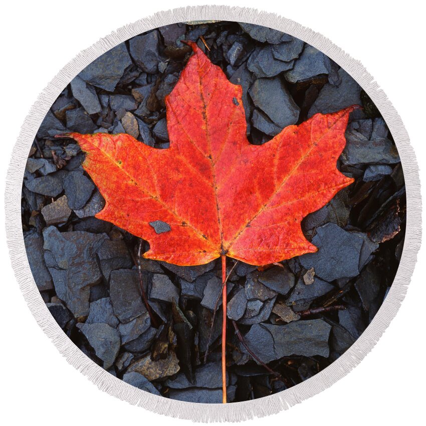 Black Shale Round Beach Towel featuring the photograph Red maple Leaf on Black Shale by John Harmon