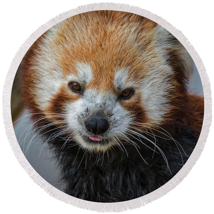 Red Panda Round Beach Towel featuring the photograph Red Panda Portrait by Mitch Shindelbower