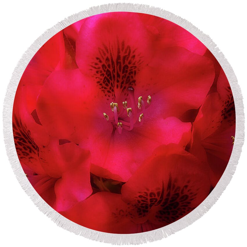 Flowers Round Beach Towel featuring the photograph Red Petals by Mike Eingle