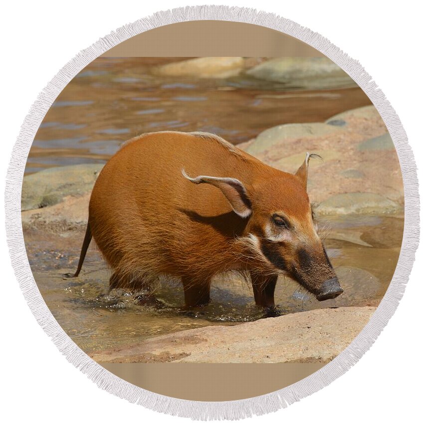 Red River Hog Round Beach Towel featuring the photograph Red River Hog by Savannah Gibbs