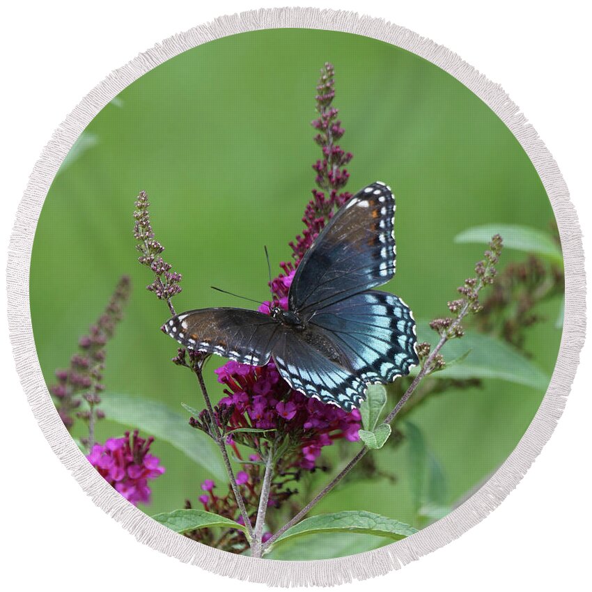 Red-spotted Purple Butterfly Round Beach Towel featuring the photograph Red-spotted Purple Butterfly on Butterfly Bush by Robert E Alter Reflections of Infinity