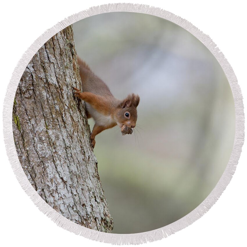 Red Round Beach Towel featuring the photograph Red Squirrel Climbing Down A Tree by Pete Walkden
