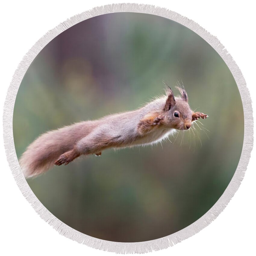 Red Round Beach Towel featuring the photograph Red Squirrel Leaping by Pete Walkden