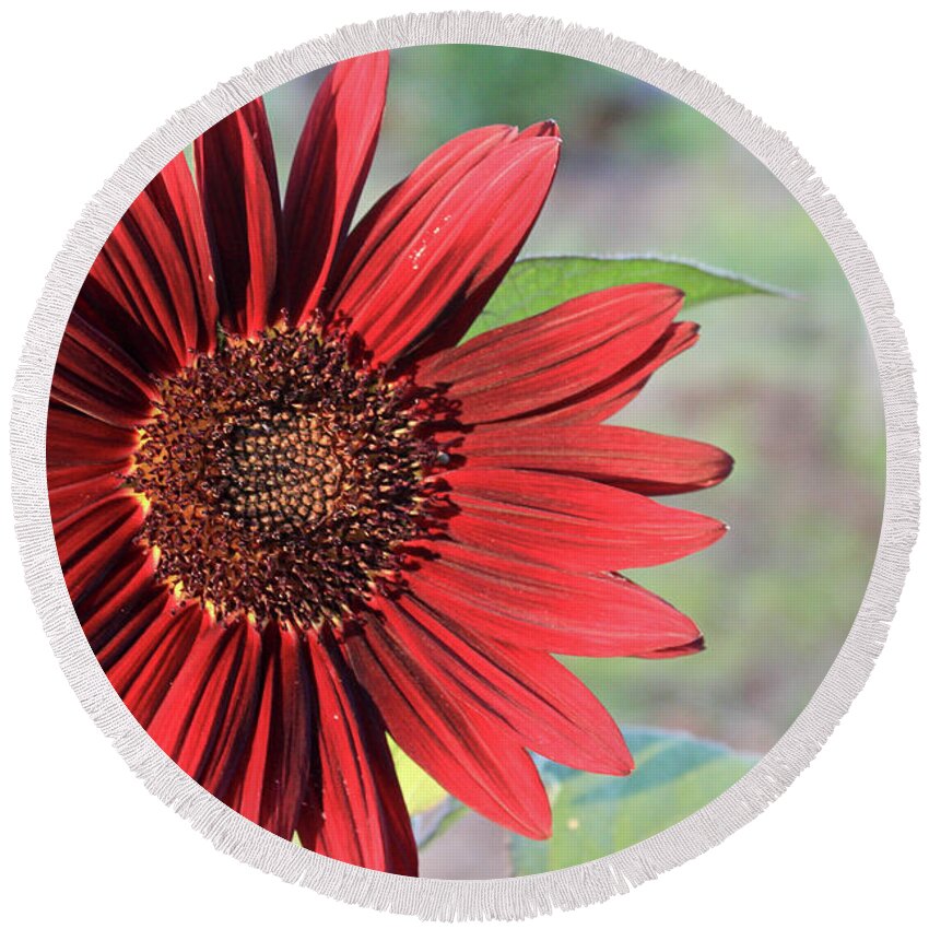 Red Round Beach Towel featuring the photograph Red Sunflower by April Burton