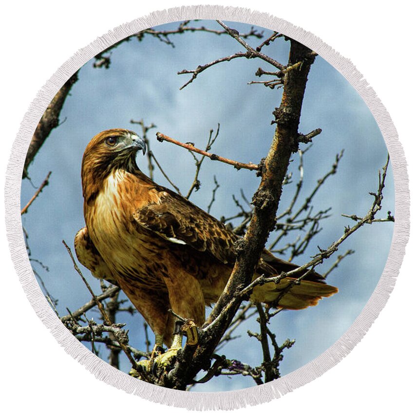 Hawk Round Beach Towel featuring the photograph Red-Tailed Hawk by Alana Thrower