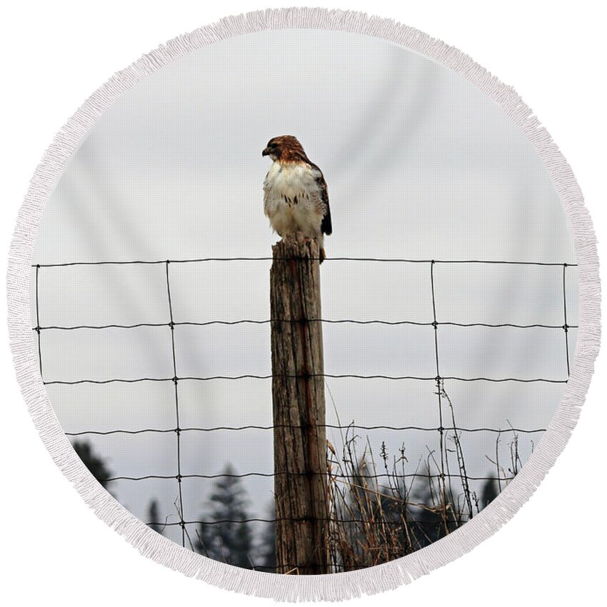 Red Tailed Hawk Round Beach Towel featuring the photograph Red Tailed Hawk On The Lookout by Debbie Oppermann