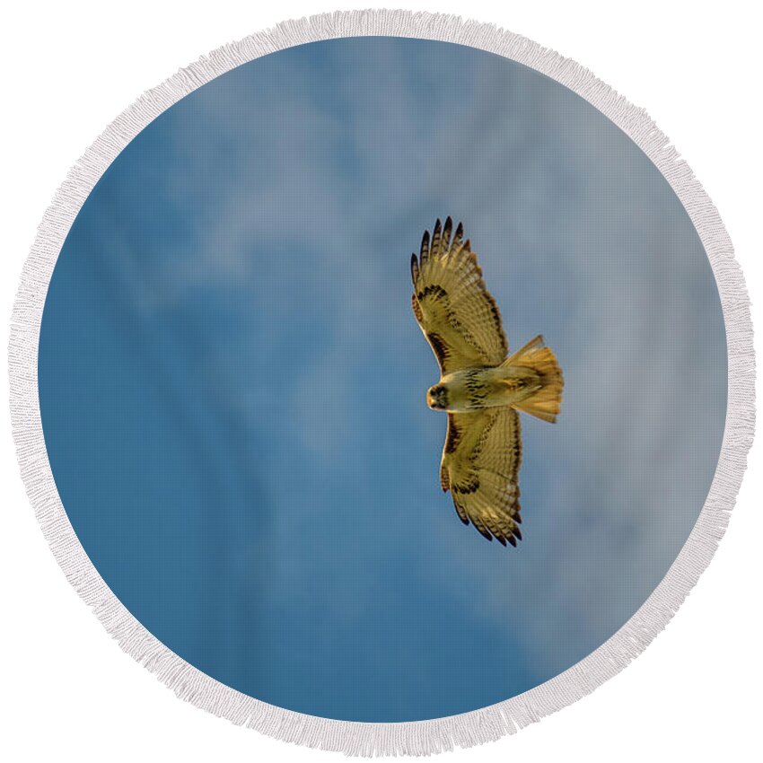 Red Tailed Hawk Round Beach Towel featuring the photograph Red Tailed Hawk overhead by Ronald Raymond