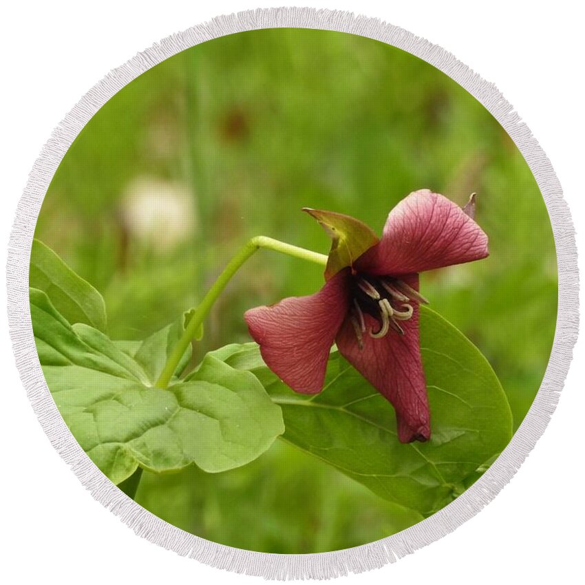 Trillium Round Beach Towel featuring the photograph Red Trillium by Betty-Anne McDonald