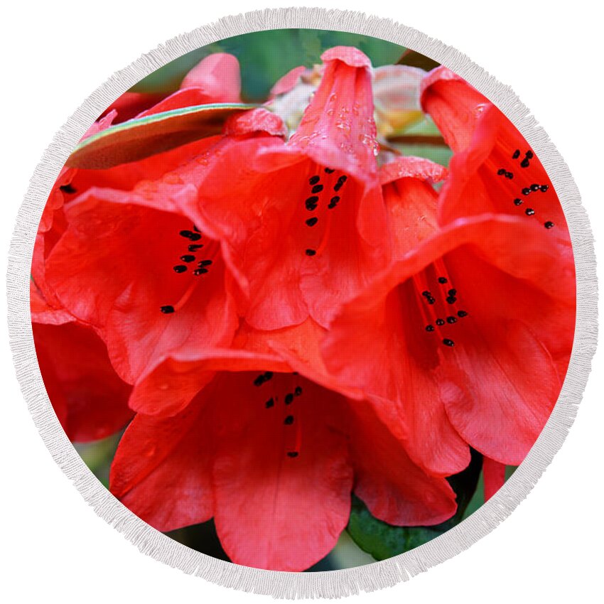 Rhododendron Round Beach Towel featuring the photograph Red Trumpet Rhodies by Ginny Barklow
