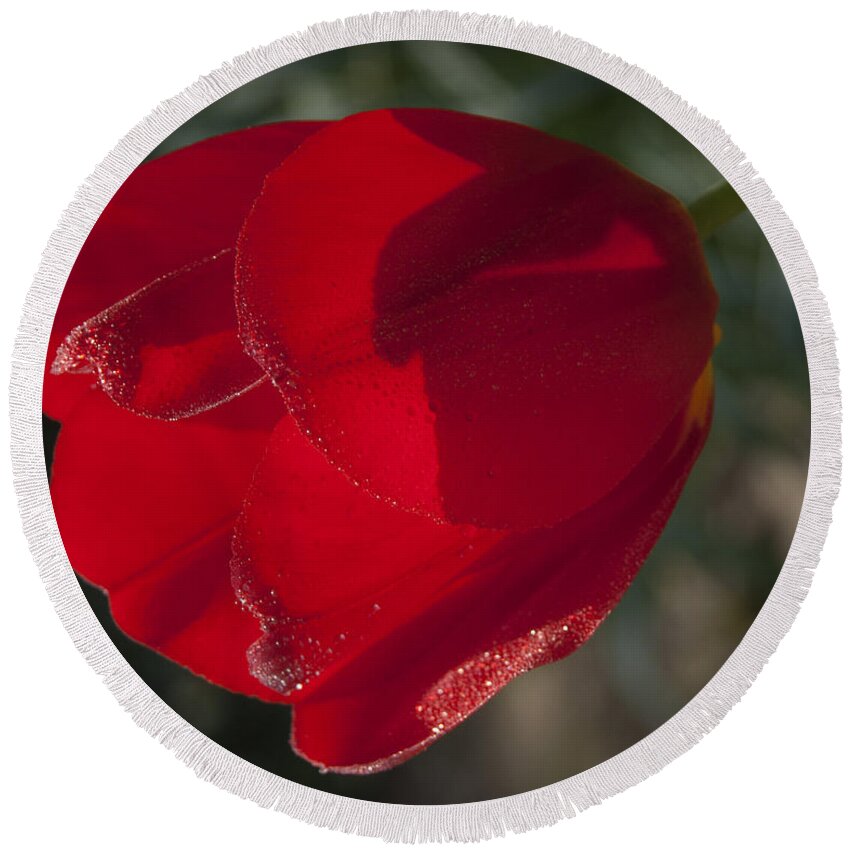 Tranquility Round Beach Towel featuring the photograph Red Tulip in the Sun by Janis Kirstein