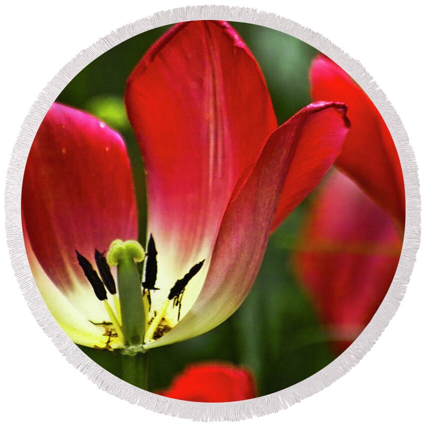 Tulip Round Beach Towel featuring the photograph Red tulips petals by Heiko Koehrer-Wagner