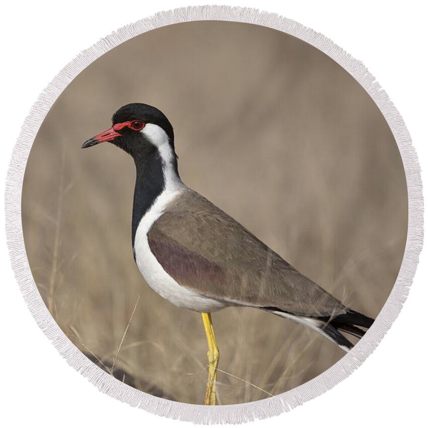 Red-wattled Lapwing Round Beach Towel featuring the photograph Red-wattled Lapwing by Bernd Rohrschneider/FLPA