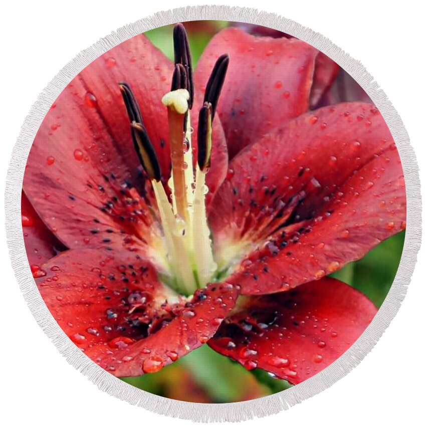 Red Lily Round Beach Towel featuring the photograph Red Wet and Wild by Lilliana Mendez