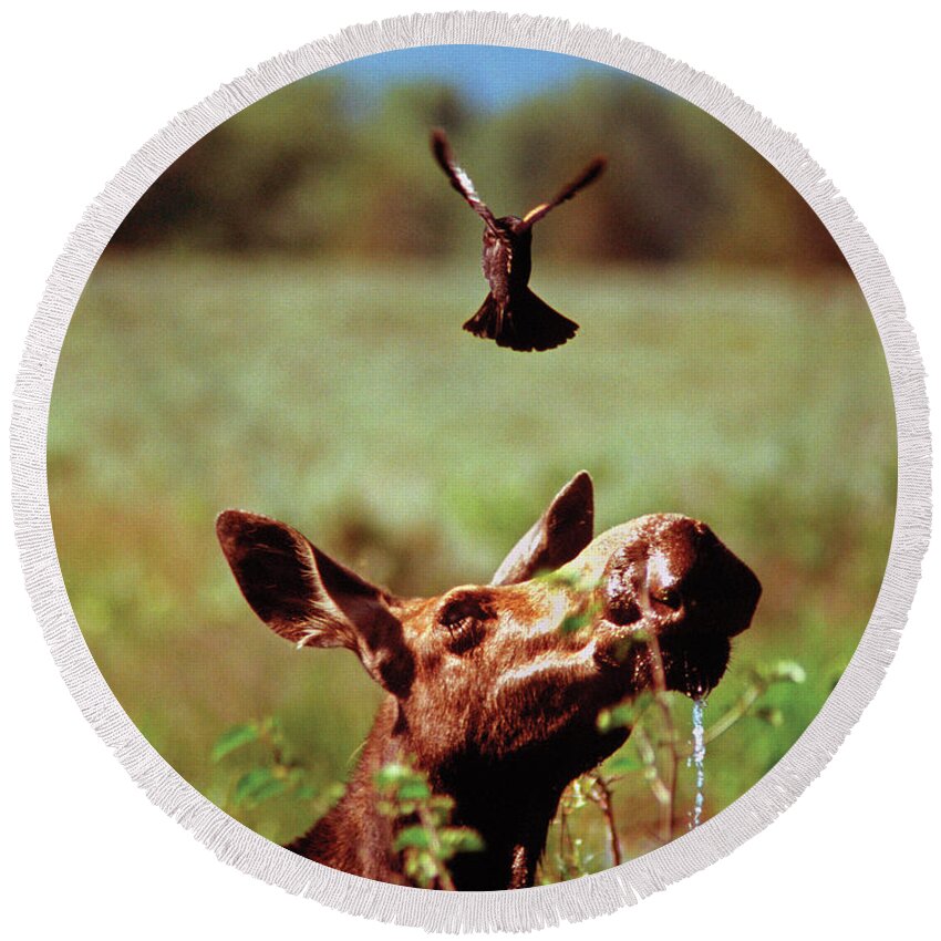 Moose Round Beach Towel featuring the photograph Red-Winged Blackbird Attacking Moose by Ted Keller
