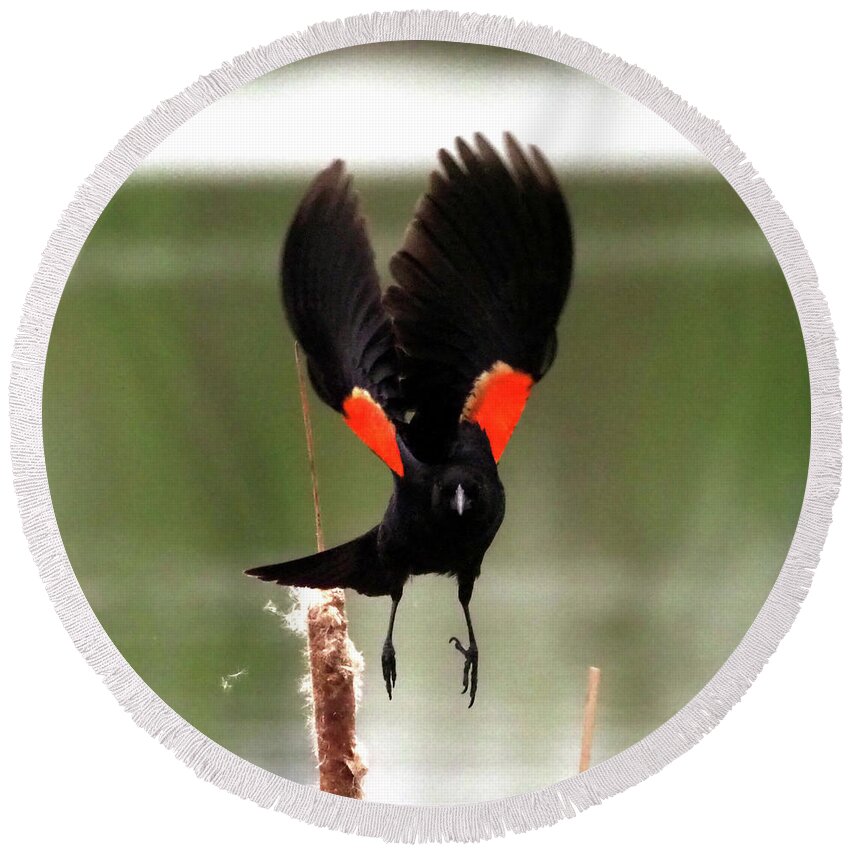 Bird Round Beach Towel featuring the photograph Red-Winged Blackbird III by C H Apperson