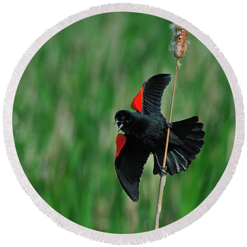 Red-winged Round Beach Towel featuring the photograph Red-winged Blackbird by Tony Beck