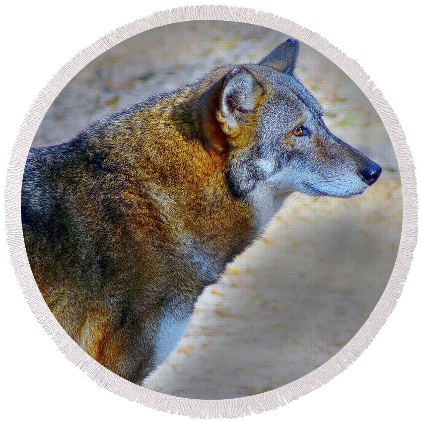 Nature Round Beach Towel featuring the photograph Red Wolf Standing by DB Hayes