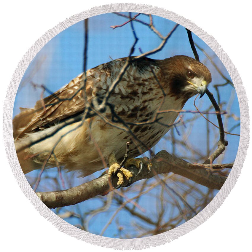 Wildlife Round Beach Towel featuring the photograph Redtail Among Branches by William Selander