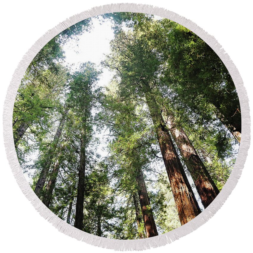 Photography Round Beach Towel featuring the photograph Redwoods by Sylvia Cook